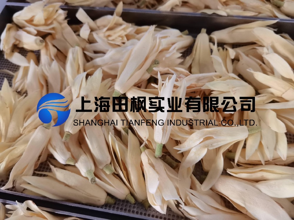 白玉蘭凍干，鮮花凍干機(jī)應(yīng)用于白玉蘭真空冷凍干燥